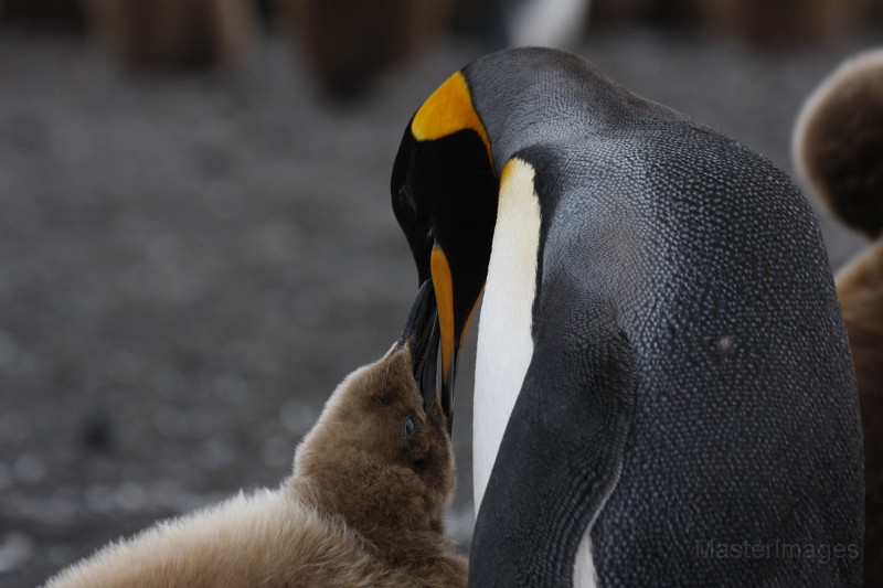 IMG_3005c.jpg - King Penguin (Aptenodytes patagonicus)